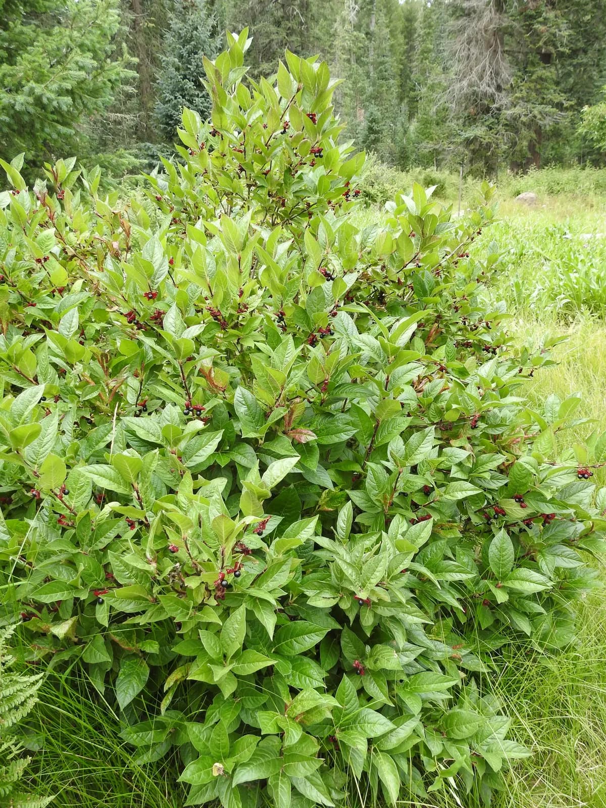 California Honeysuckle (Lonicera involucrata)