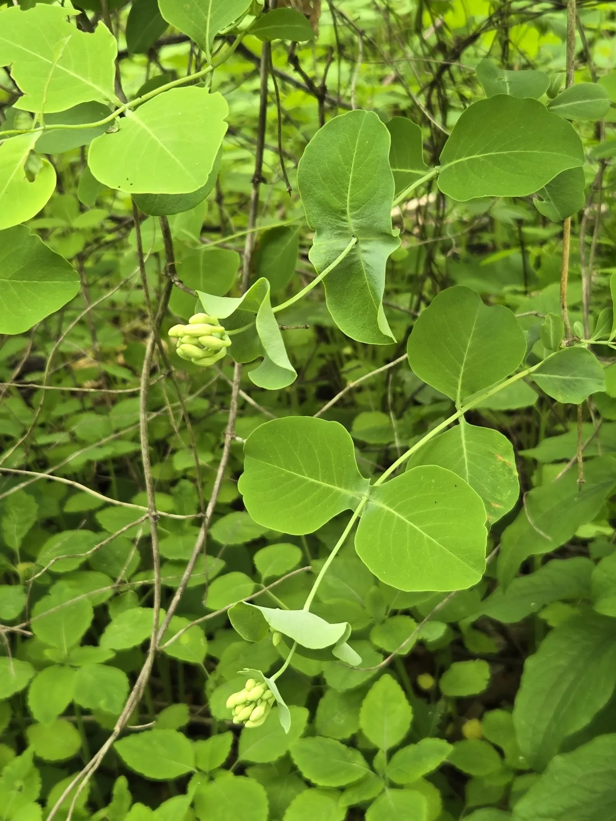 Grape Honeysuckle (Lonicera reticulata)