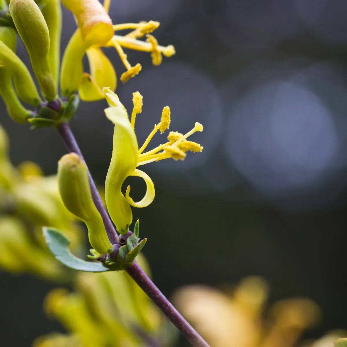 Southern honeysuckle (Lonicera subspicata)