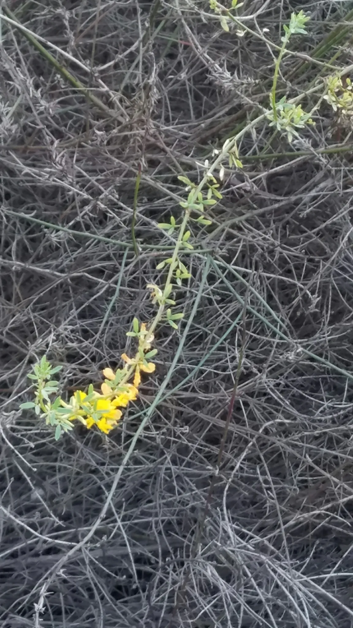 California broom (Lotus scoparius)