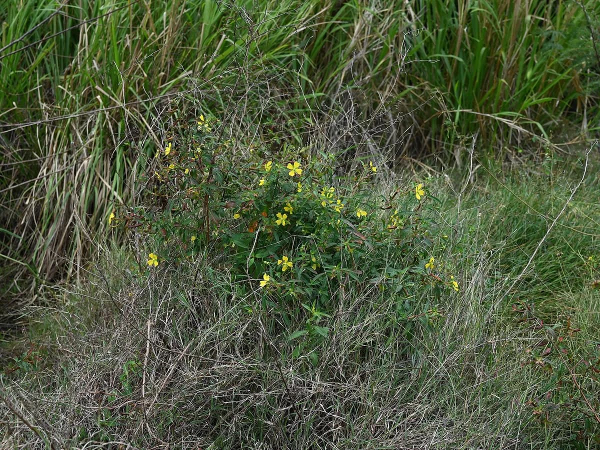 Shrubby Primrose-willow (Ludwigia suffruticosa)