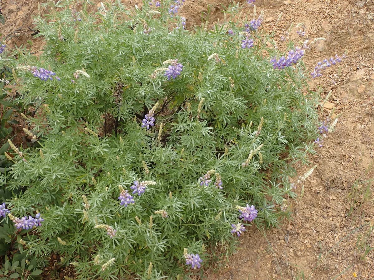 Foothill Lupine (Lupinus albifrons)