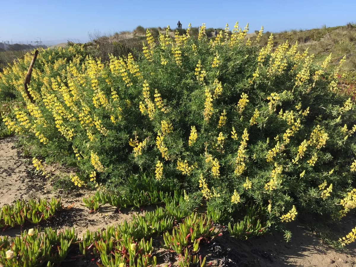 Bush lupine (Lupinus arboreus)