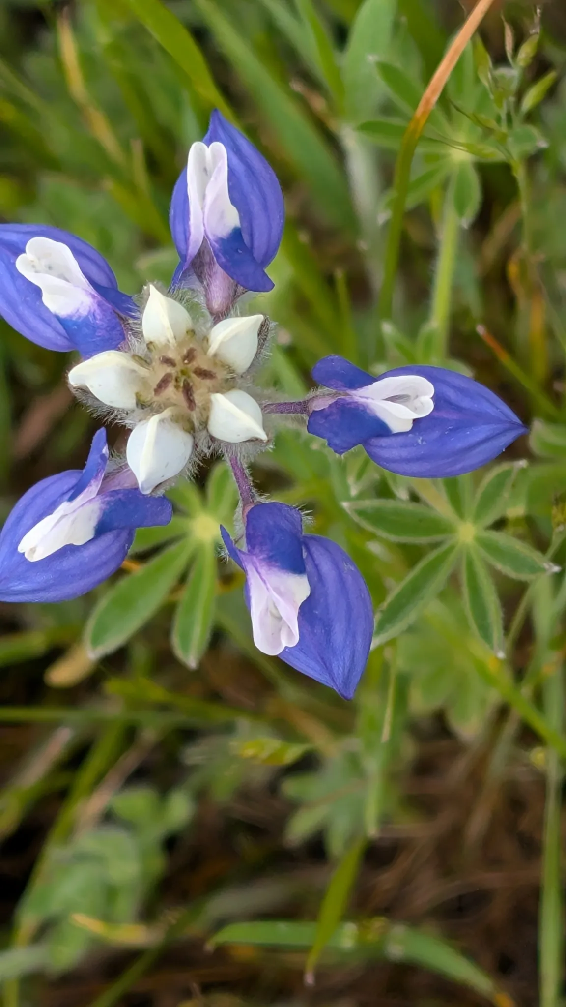 Miniature lupine (Lupinus bicolor)
