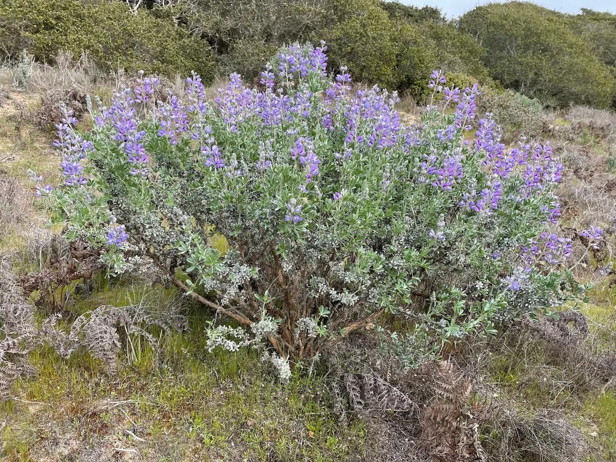Chamisso bush lupine (Lupinus chamissonis)