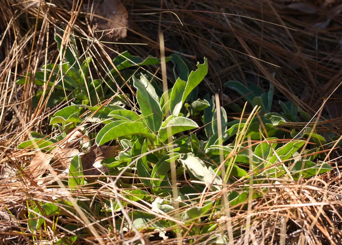Oak Ridge Lupine (Lupinus diffusus)