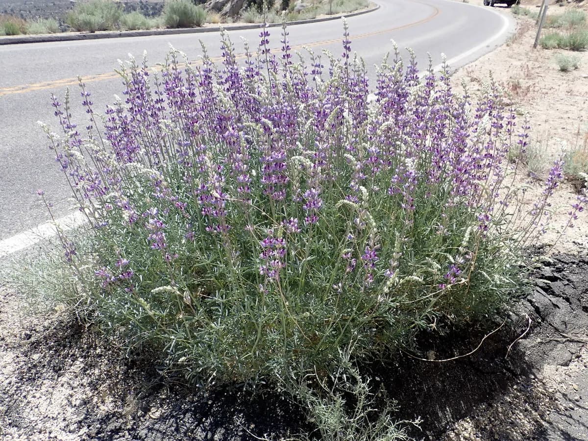 Grape soda lupine (Lupinus excubitus)
