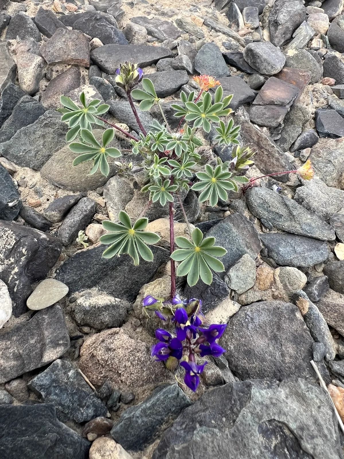 Yelloweyes (Lupinus flavoculatus)