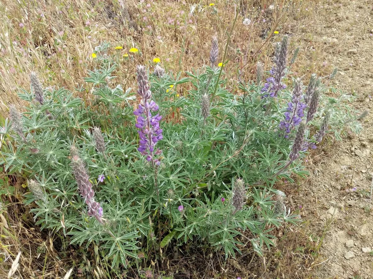 Summer lupine (Lupinus formosus)