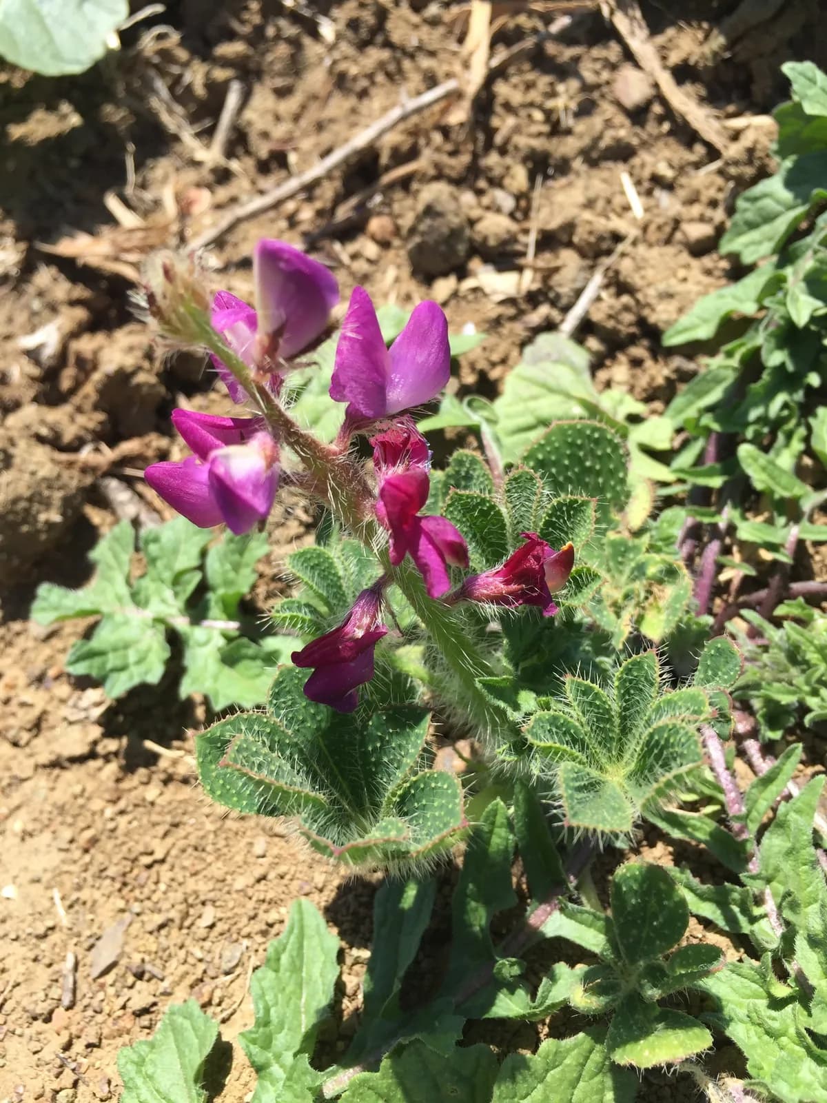 Stinging annual lupine (Lupinus hirsutissimus)