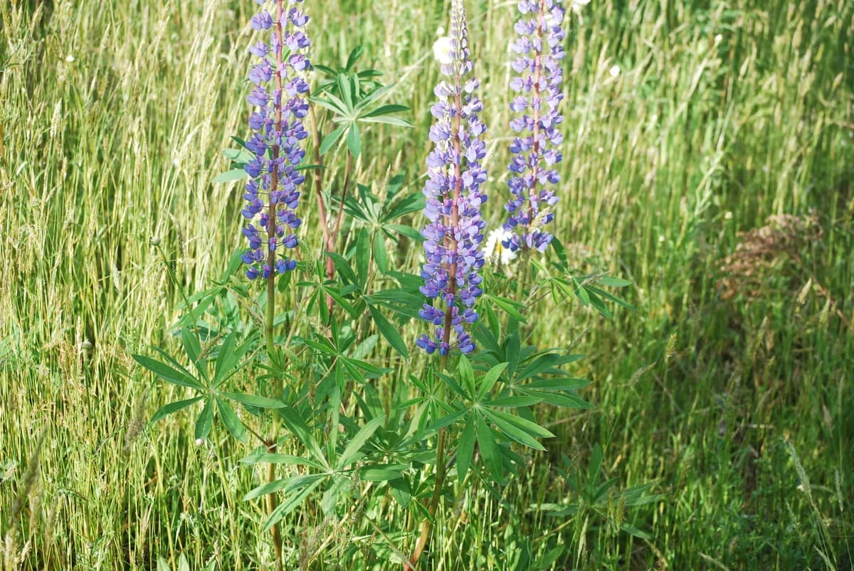 Broadleaf lupine (Lupinus latifolius)