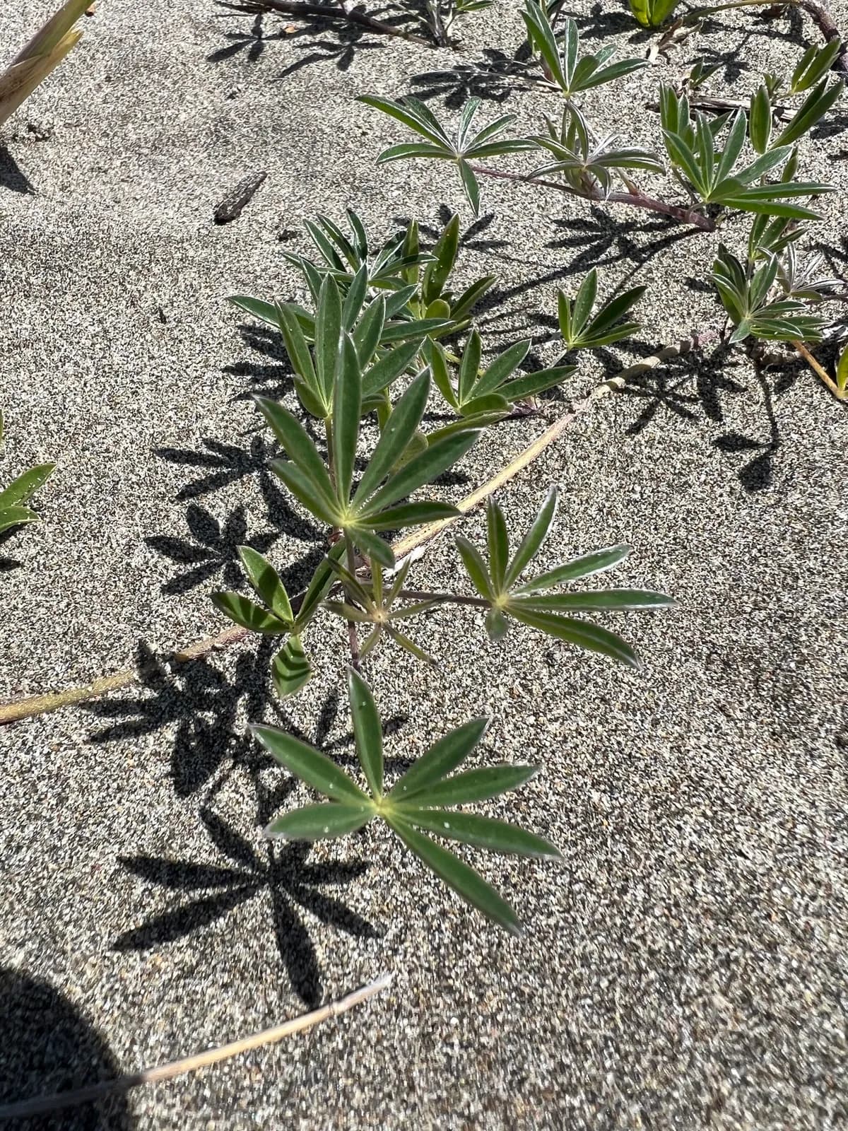 Seashore Lupine (Lupinus littoralis)