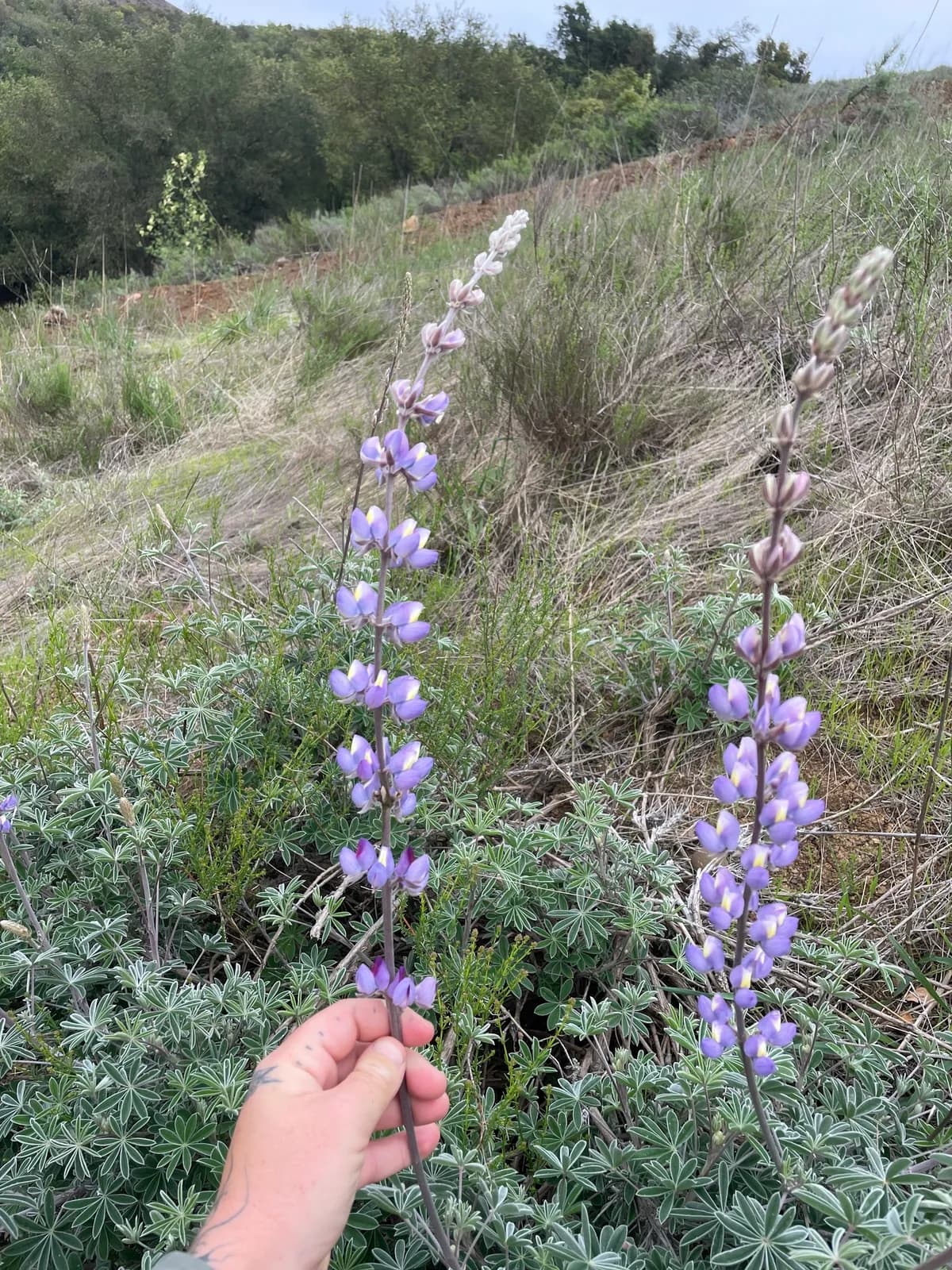Longleaf bush lupine (Lupinus longifolius)