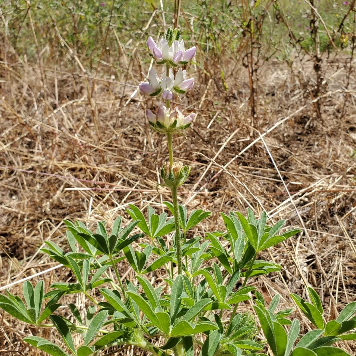 Chick Lupine (Lupinus microcarpus)