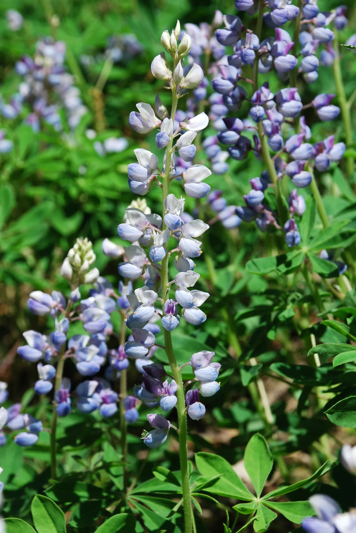Sundial Lupine (Lupinus perennis)