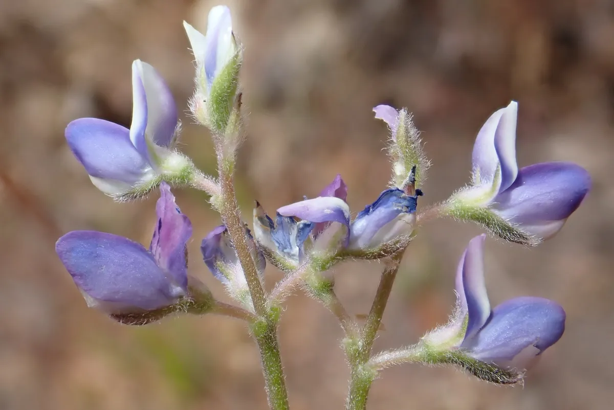 Smallflower Lupine (Lupinus polycarpus)