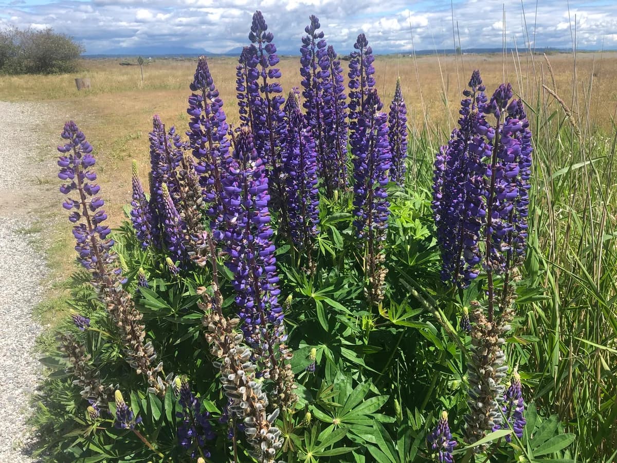 Washington lupin (Lupinus polyphyllus)