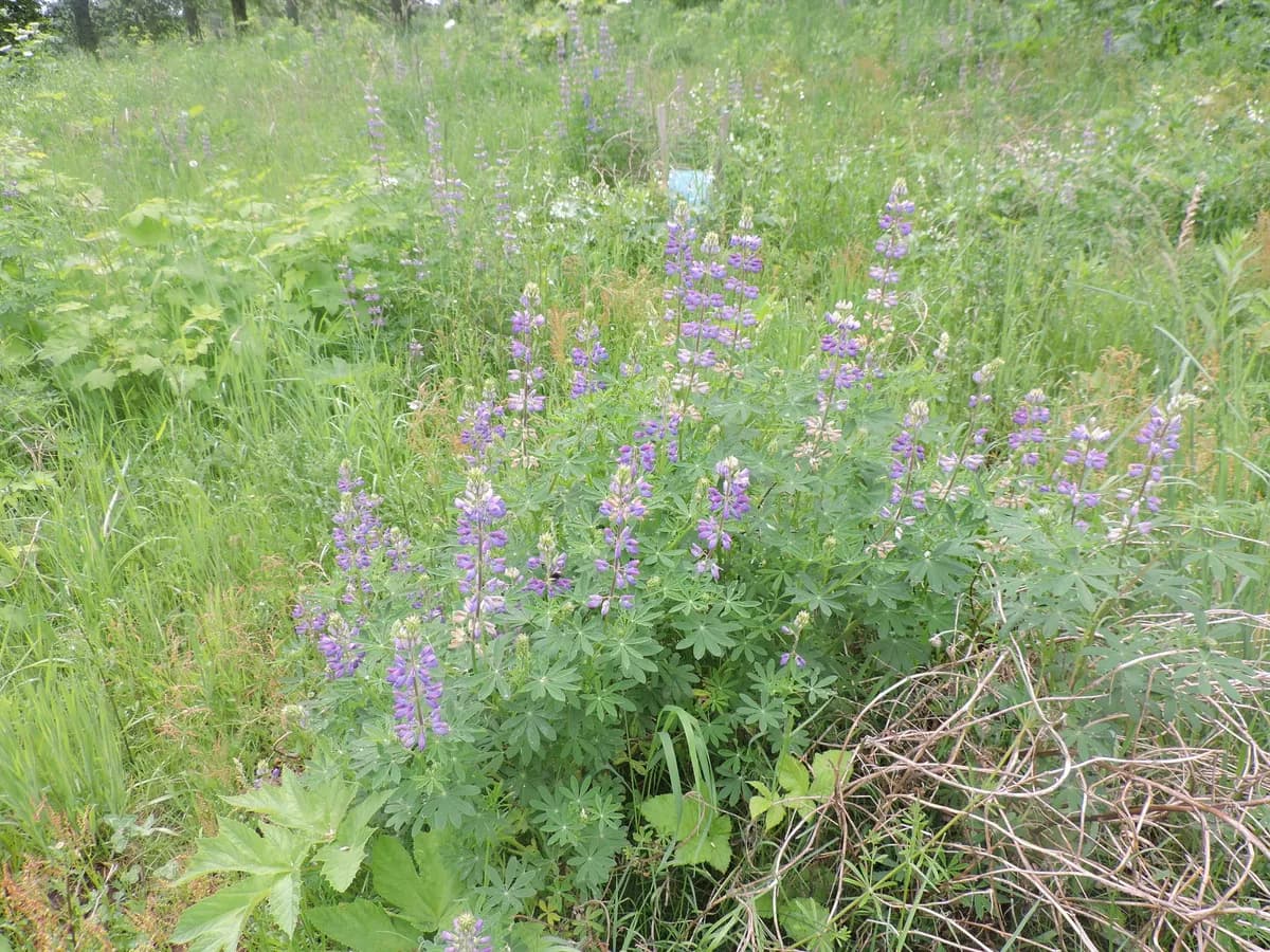 Streambank lupine (Lupinus rivularis)