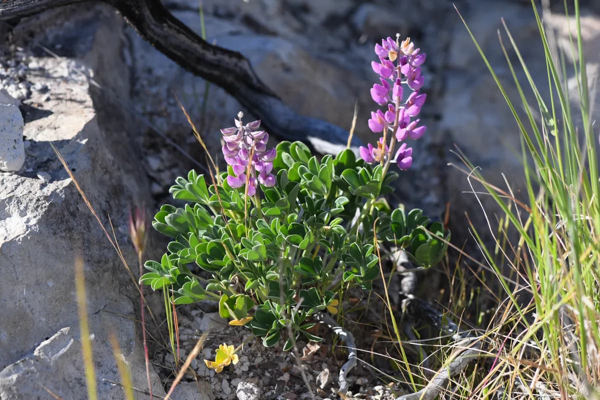Cobb mountain lupine (Lupinus sericatus)