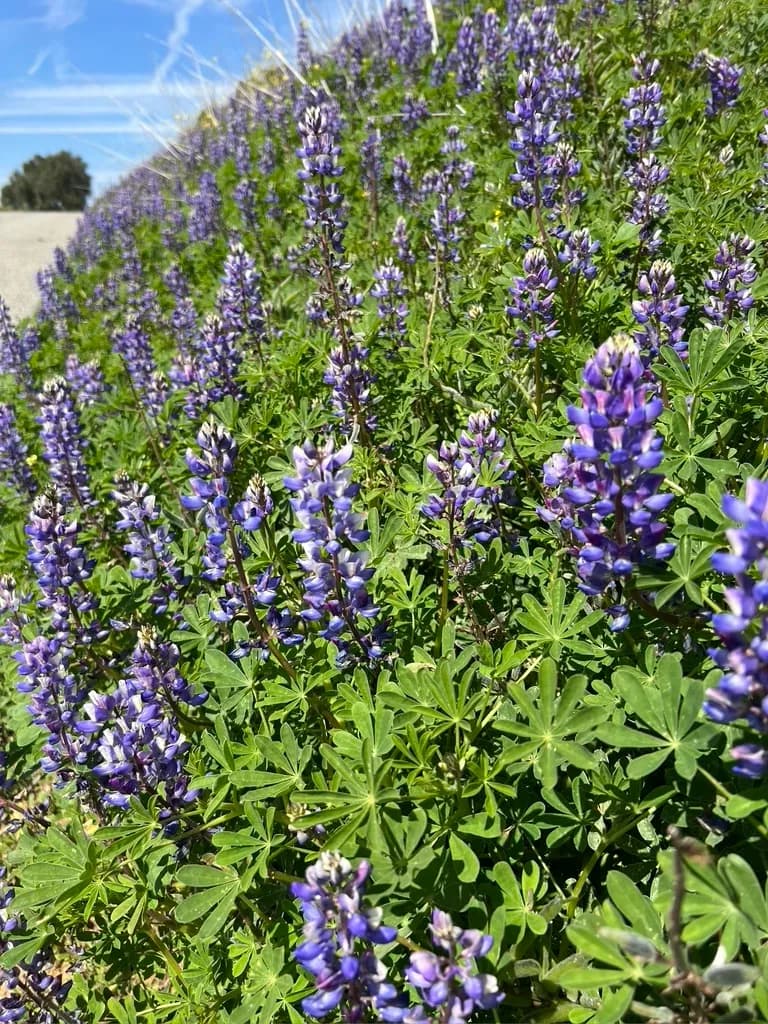 Arroyo Lupine (Lupinus succulentus)