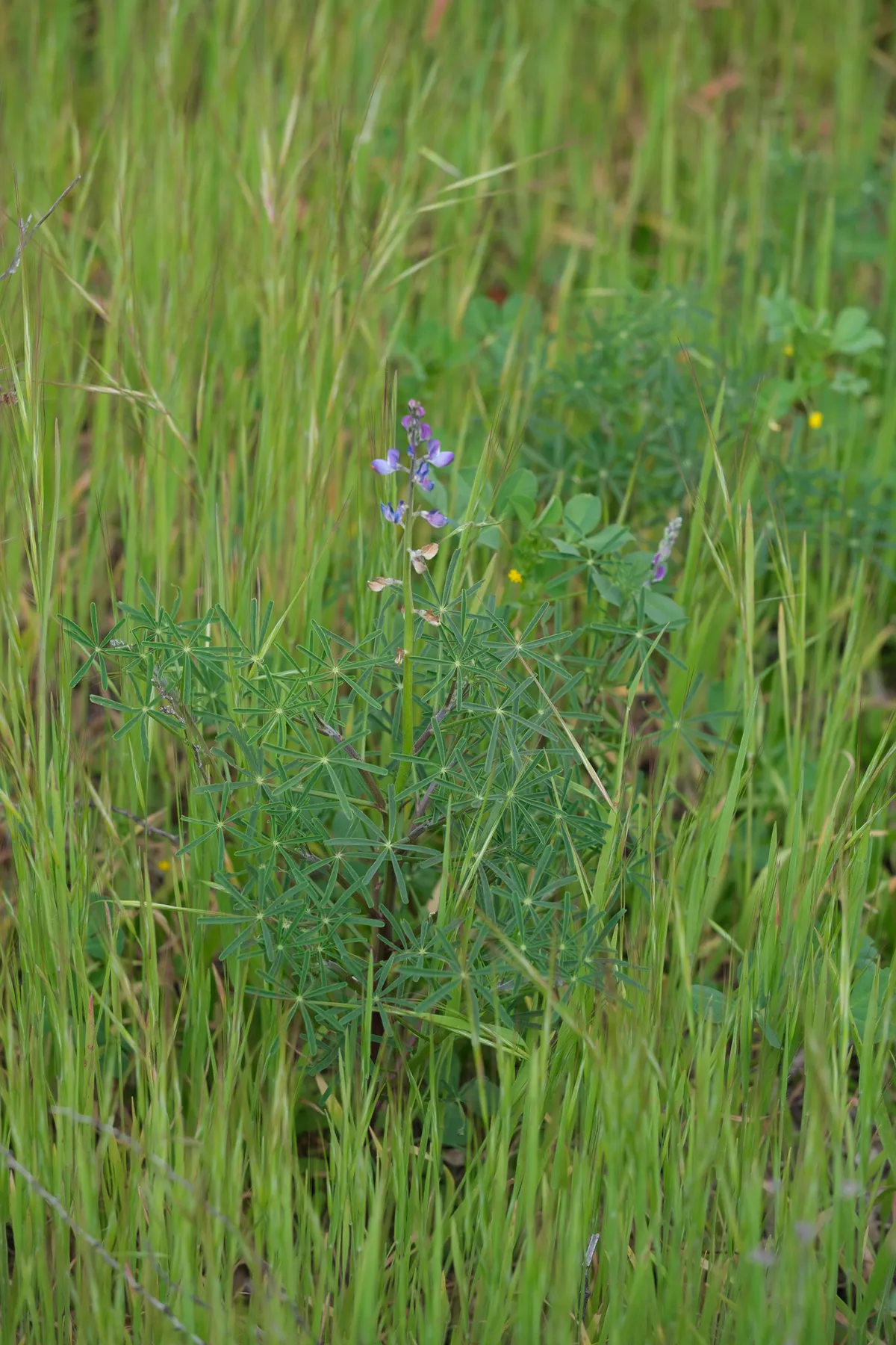 Collared annual lupine (Lupinus truncatus)