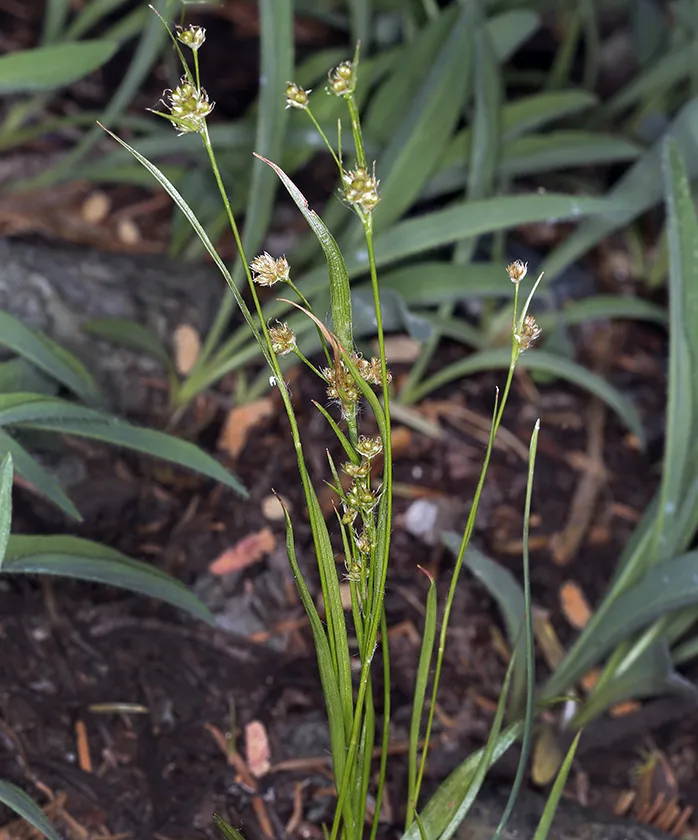 Pacific Woodrush (Luzula comosa)