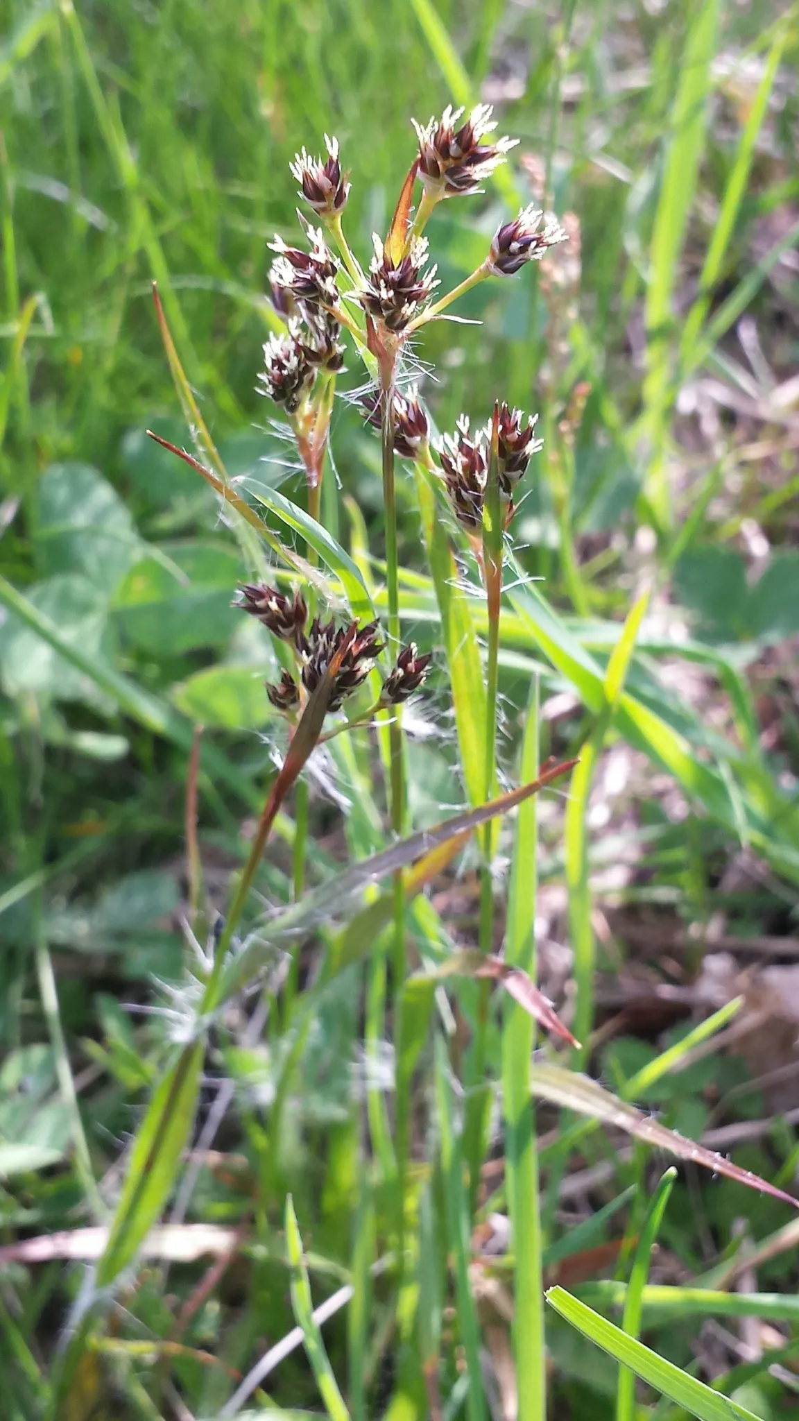 Heath Wood-rush (Luzula multiflora)