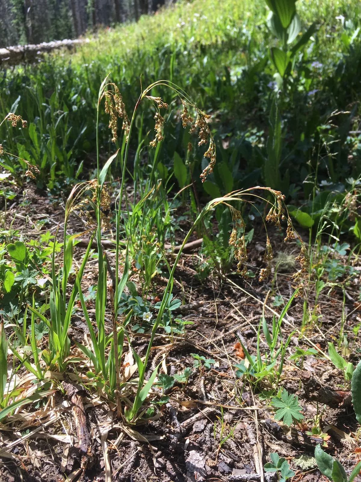 Small-flower Wood-rush (Luzula parviflora)