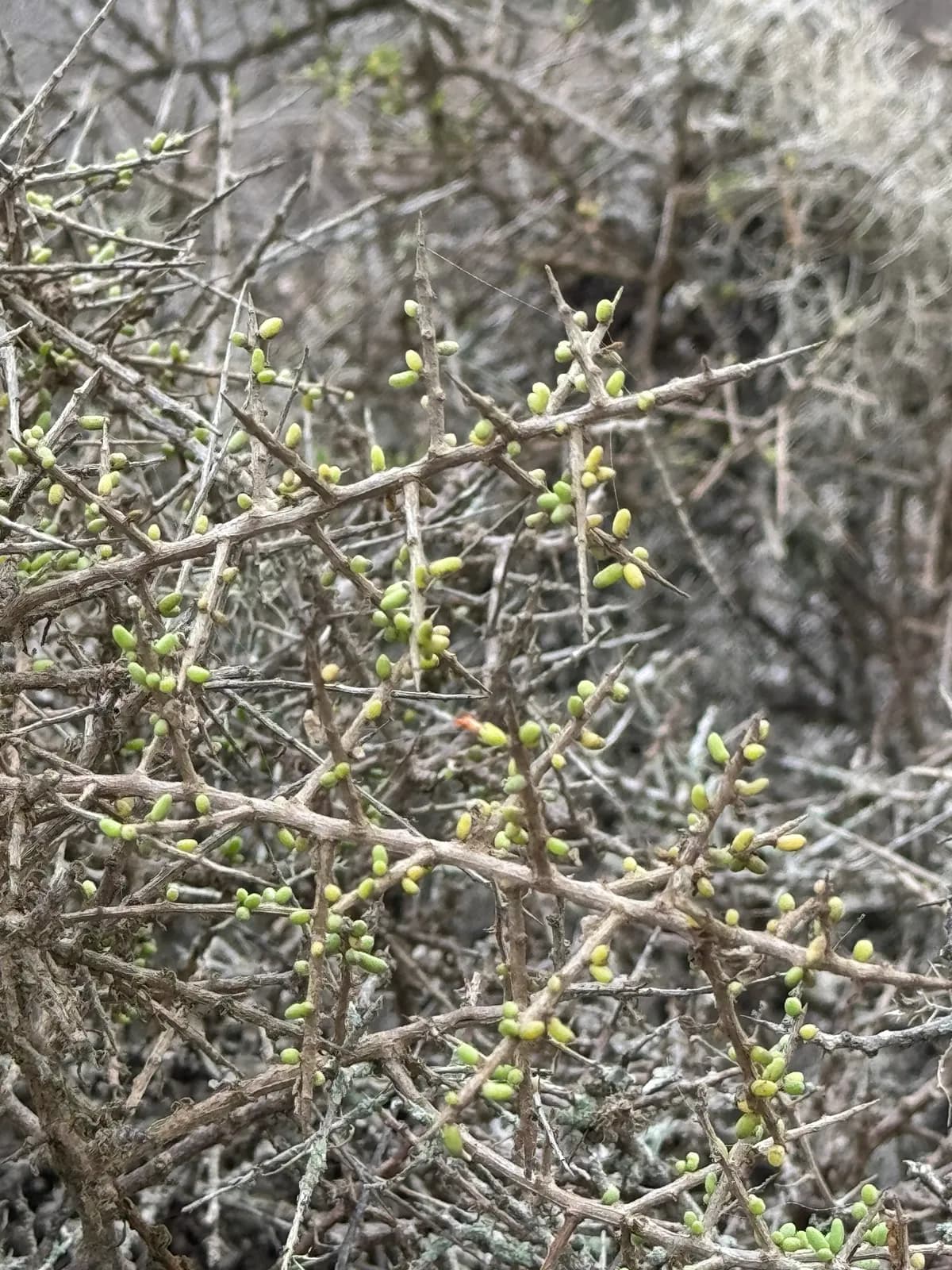 California box thorn (Lycium californicum)