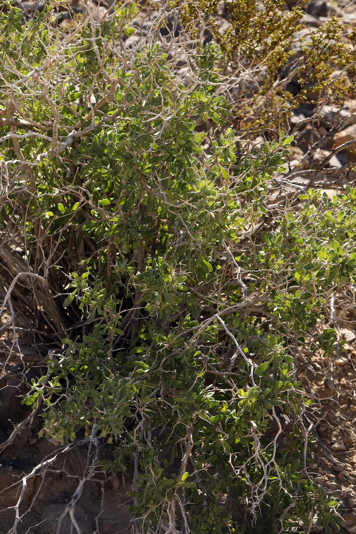 Pale Desert-thorn (Lycium pallidum)