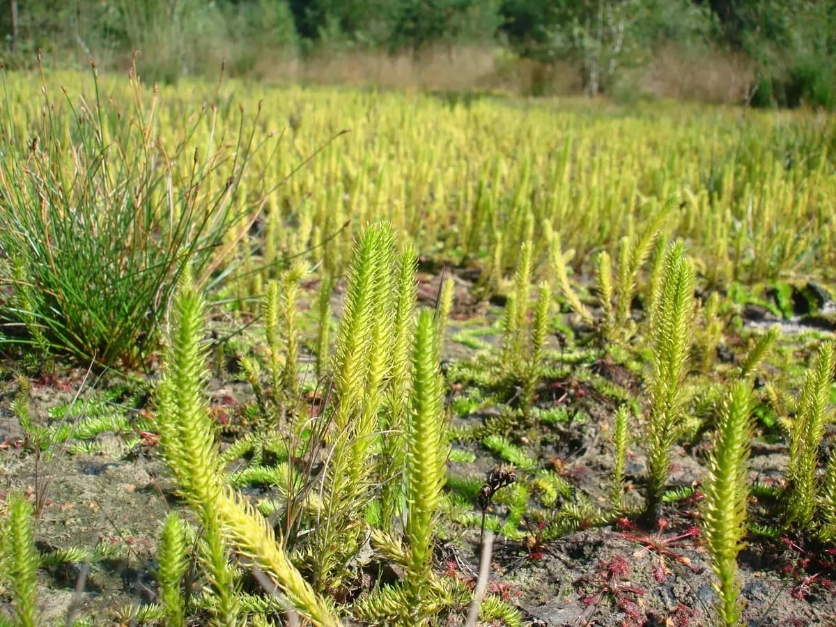 Marsh Club-moss (Lycopodiella inundata)