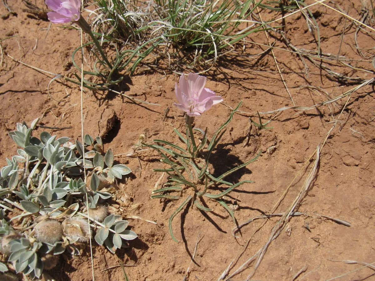 Showy Rushpink (Lygodesmia grandiflora)