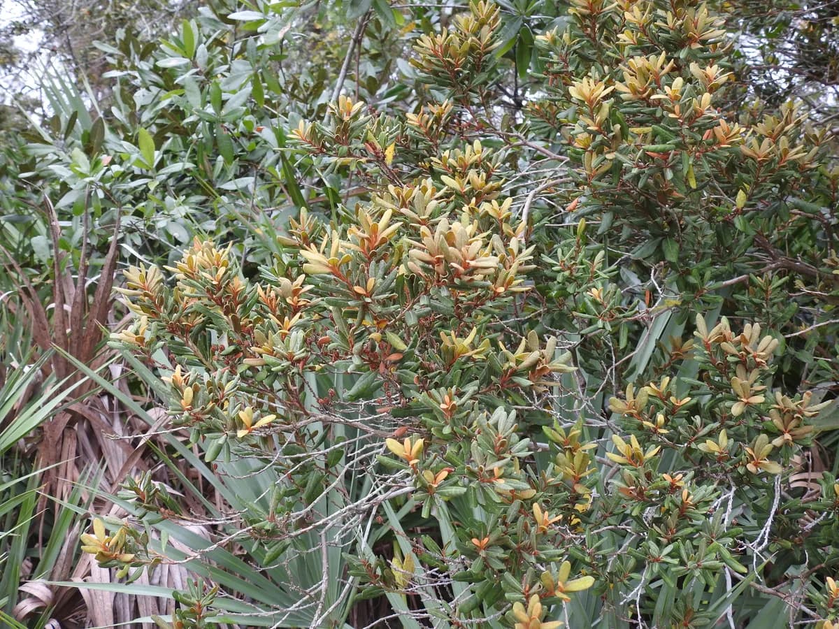 Rusty lyonia (Lyonia ferruginea)