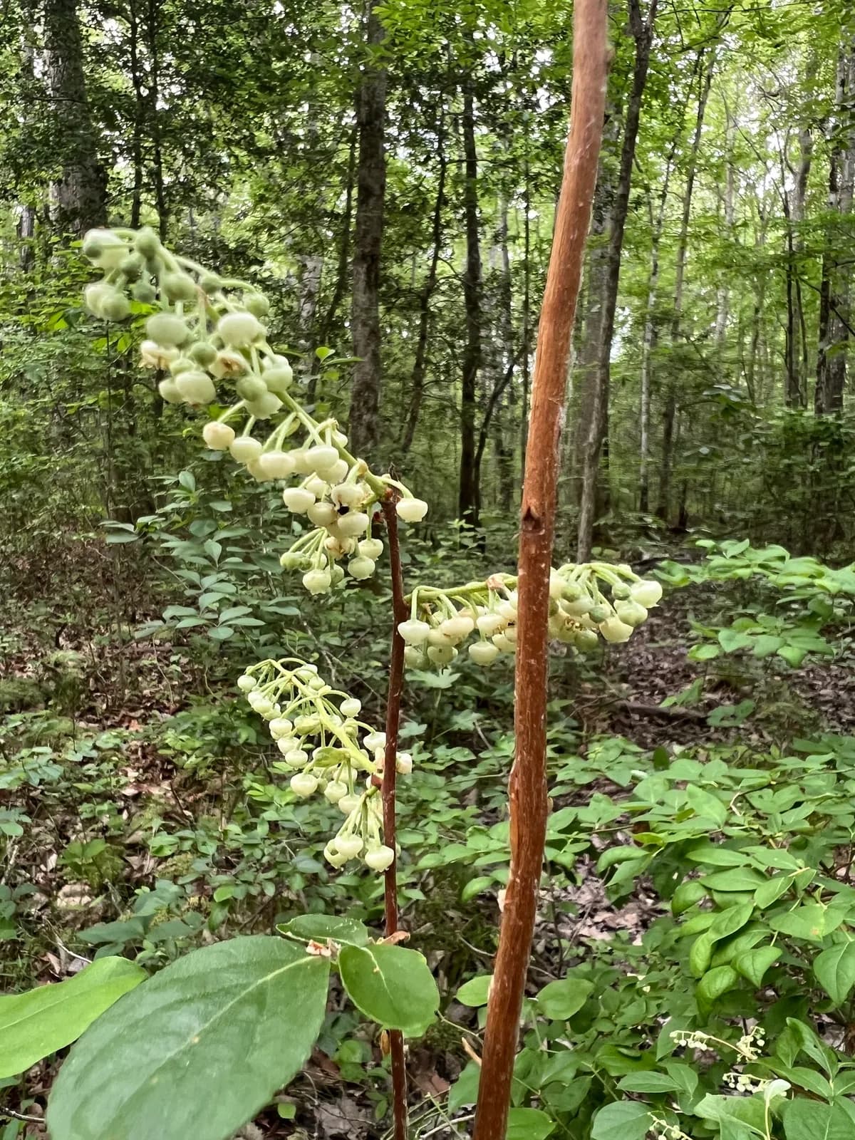 He-huckleberry (Lyonia ligustrina)