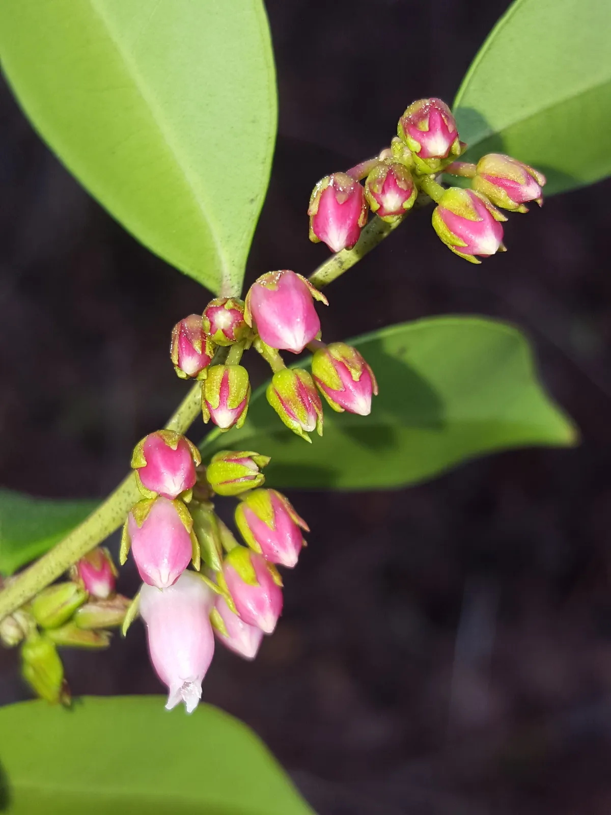 Fetterbush (Lyonia lucida)