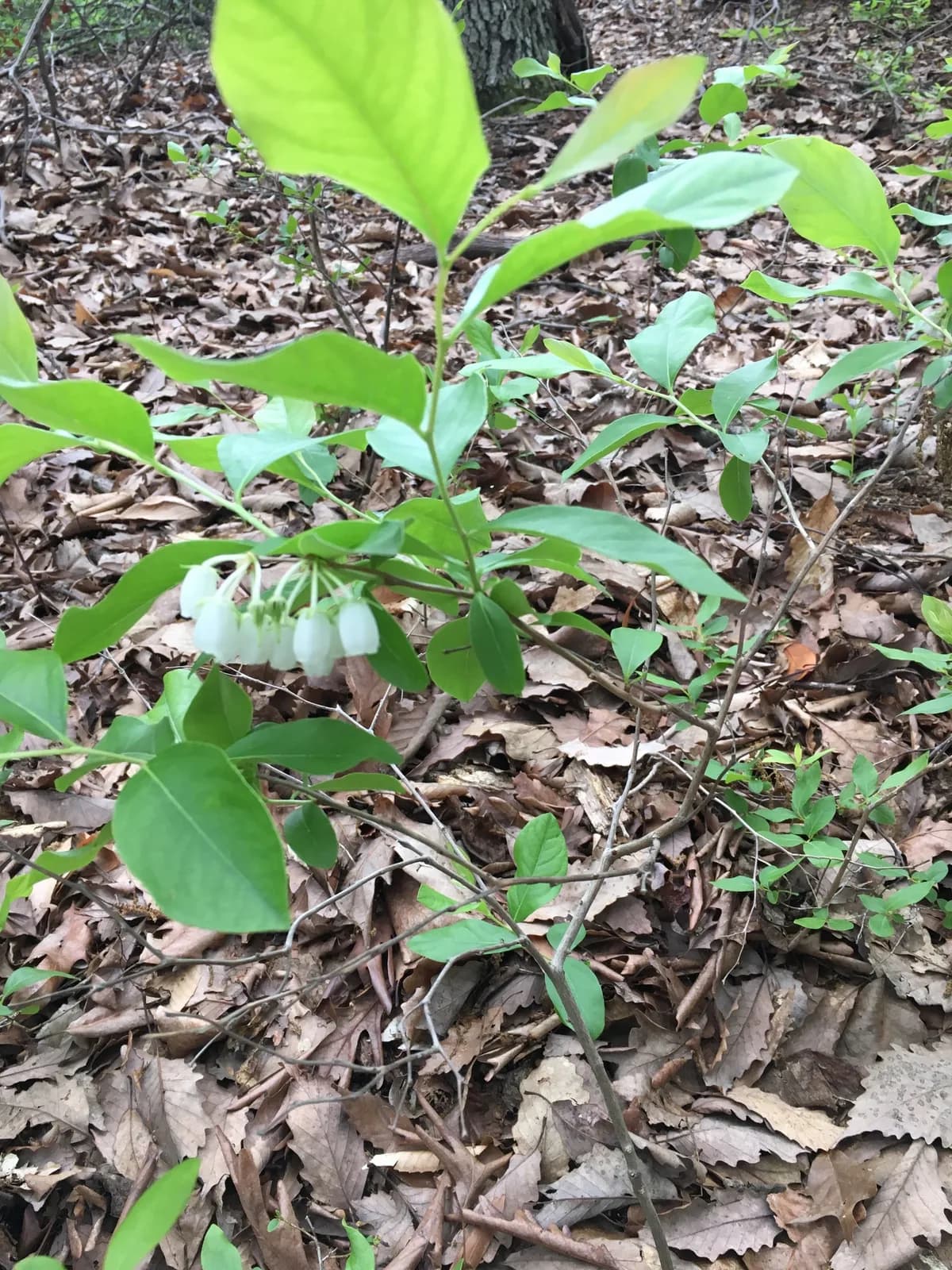 Piedmont Staggerbush (Lyonia mariana)