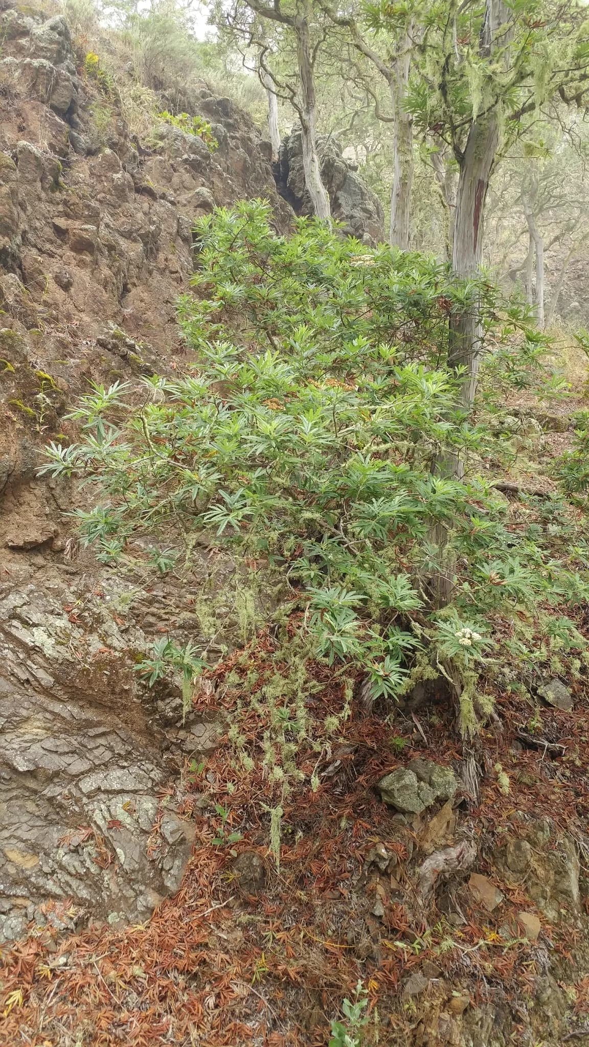 Santa Cruz Island ironwood (Lyonothamnus floribundus)
