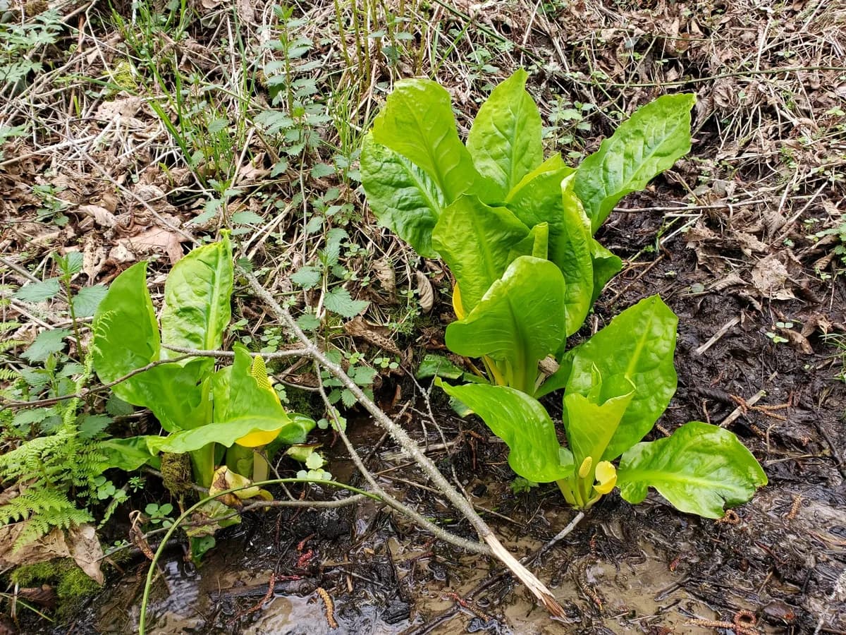 Western Skunk Cabbage (Lysichiton americanus)