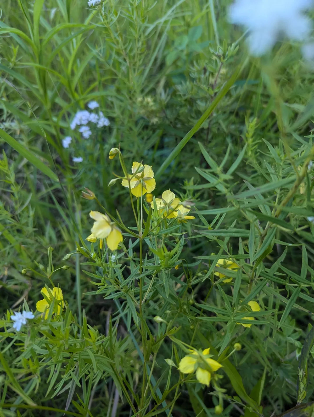 Fourflower Yellow Loosestrife (Lysimachia quadriflora)