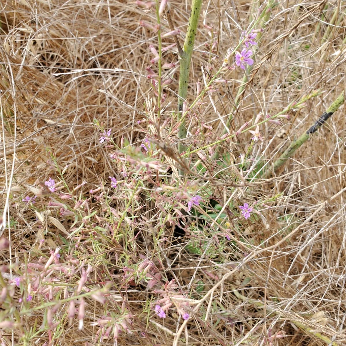 California Loosestrife (Lythrum californicum)