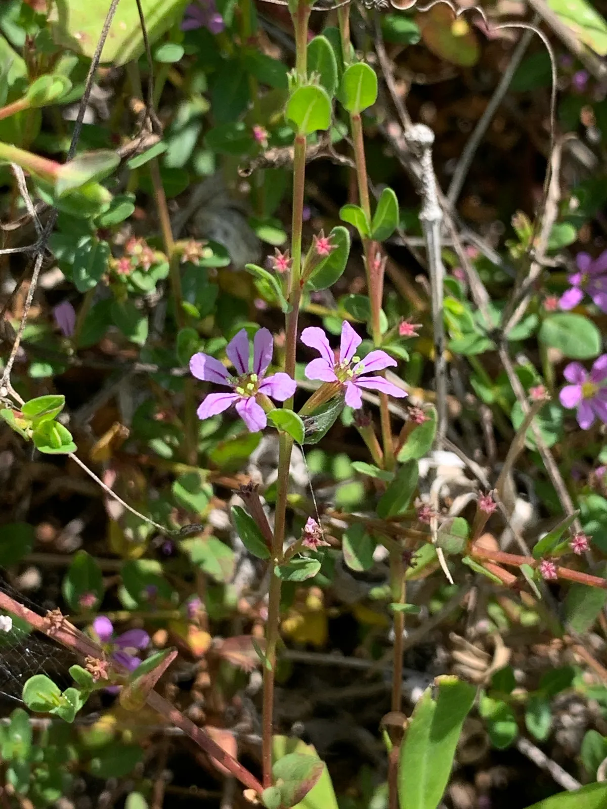 Lowland loosestrife (Lythrum flagellare)