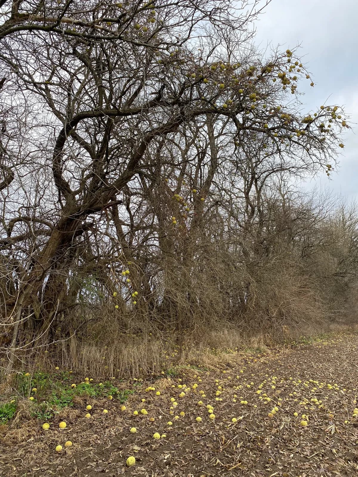 Osage Orange (Maclura pomifera)