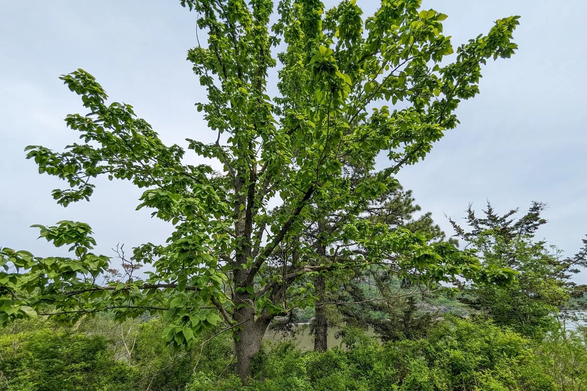 Cucumber-tree (Magnolia acuminata)