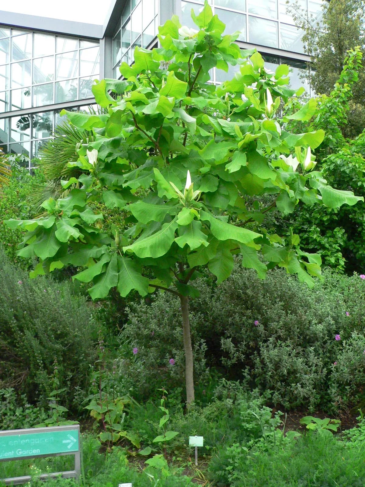 Ashe's magnolia (Magnolia ashei)