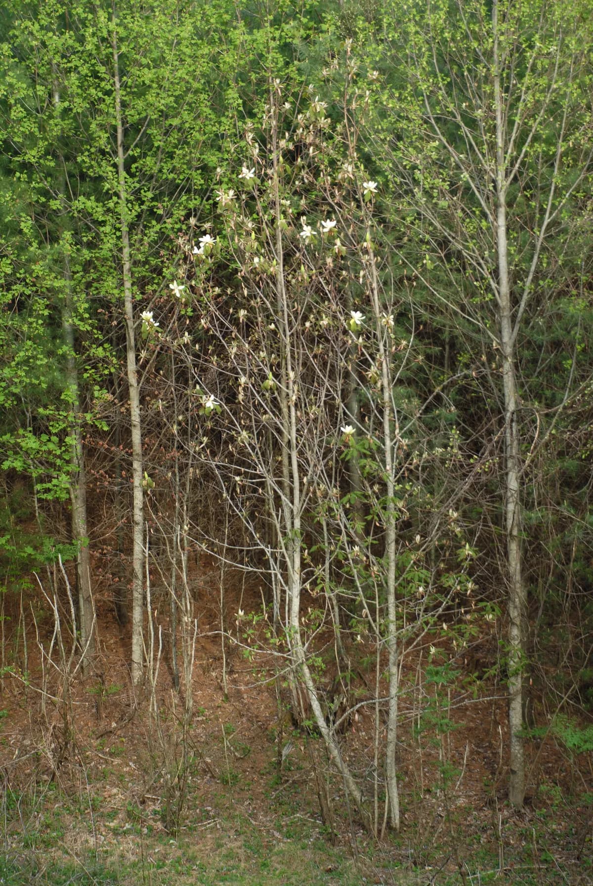 Fraser's Magnolia (Magnolia fraseri)