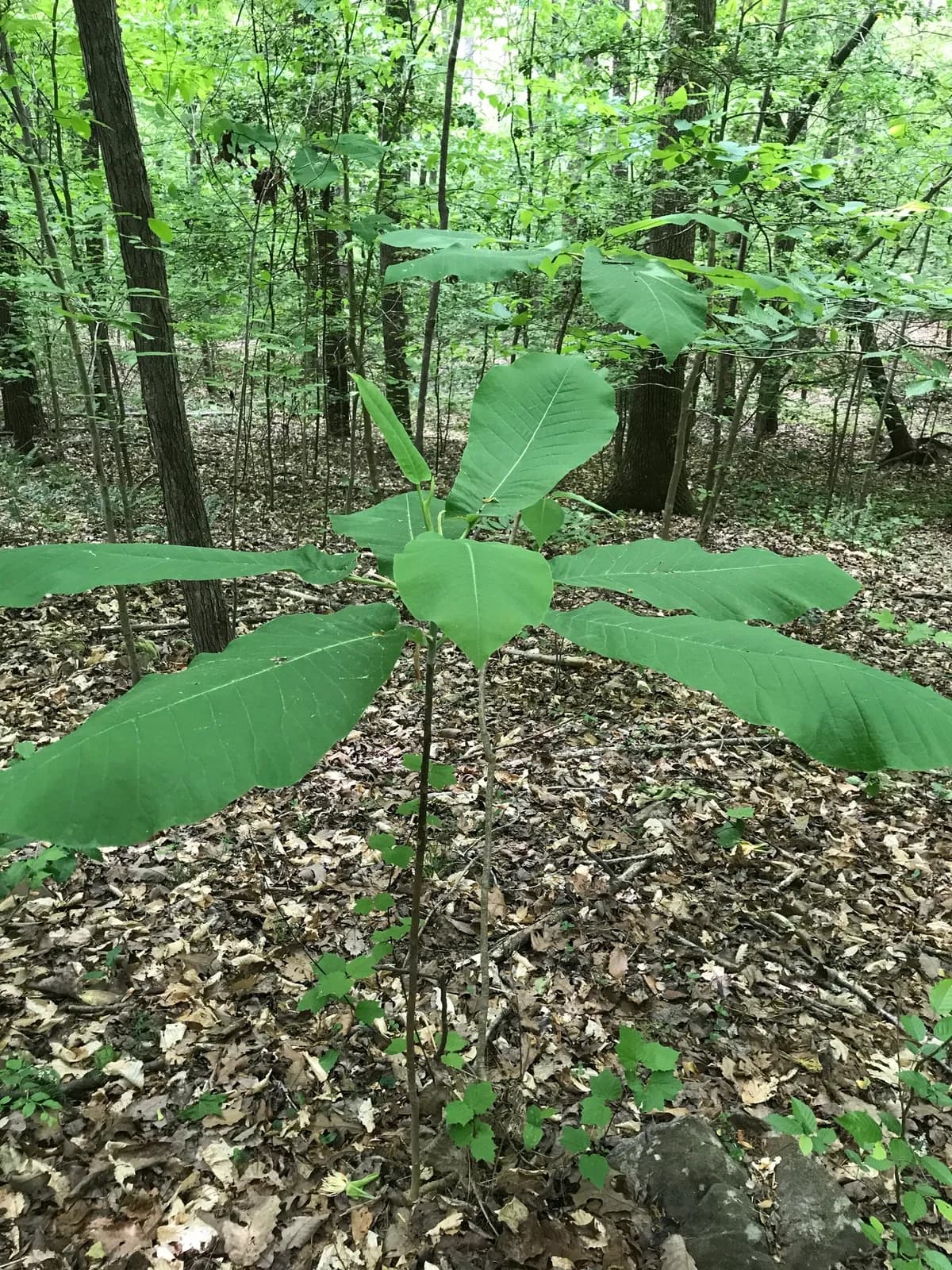 Bigleaf Magnolia (Magnolia macrophylla)