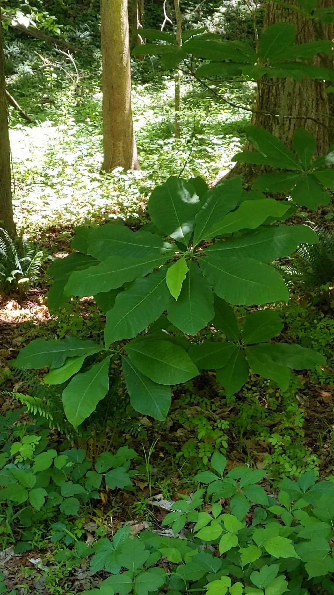 Umbrella Magnolia (Magnolia tripetala)