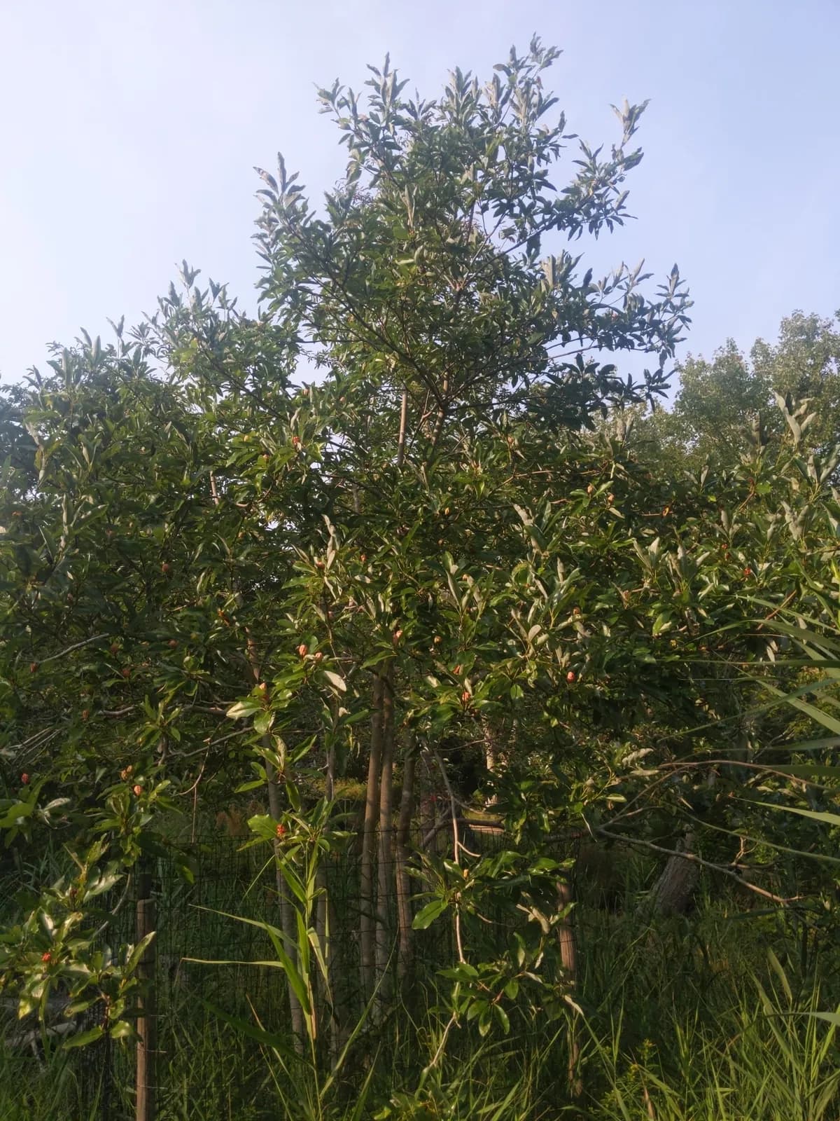 Sweetbay Magnolia (Magnolia virginiana)