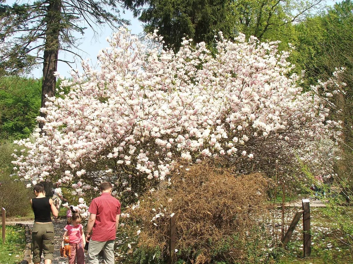 Saucer Magnolia (Magnolia x soulangeana)