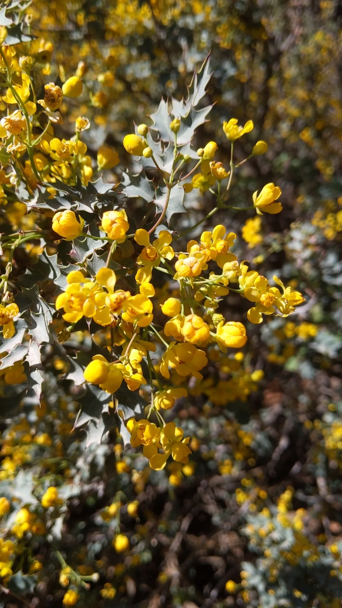 Fremont's mahonia (Mahonia fremontii)